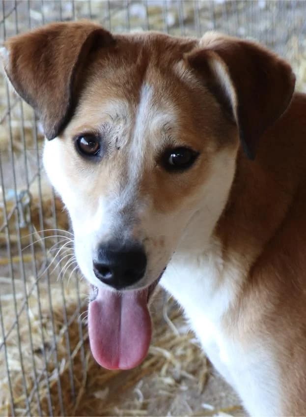 Ginger, female 3yo Mixed Breed for adoption at Mirtos Animal Project
