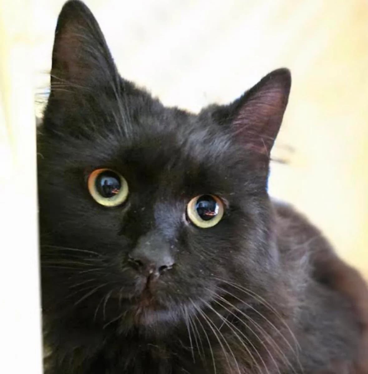 Goodie, male 5yo Mixed Breed for adoption at Mirtos Animal Project