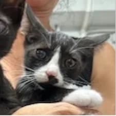 Grammoulis, zwart male young Mixed Breed for adoption at Mirtos Animal Project