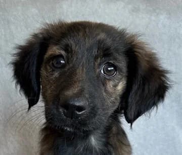 Gypsy, female puppy Mixed Breed for adoption at Mirtos Animal Project
