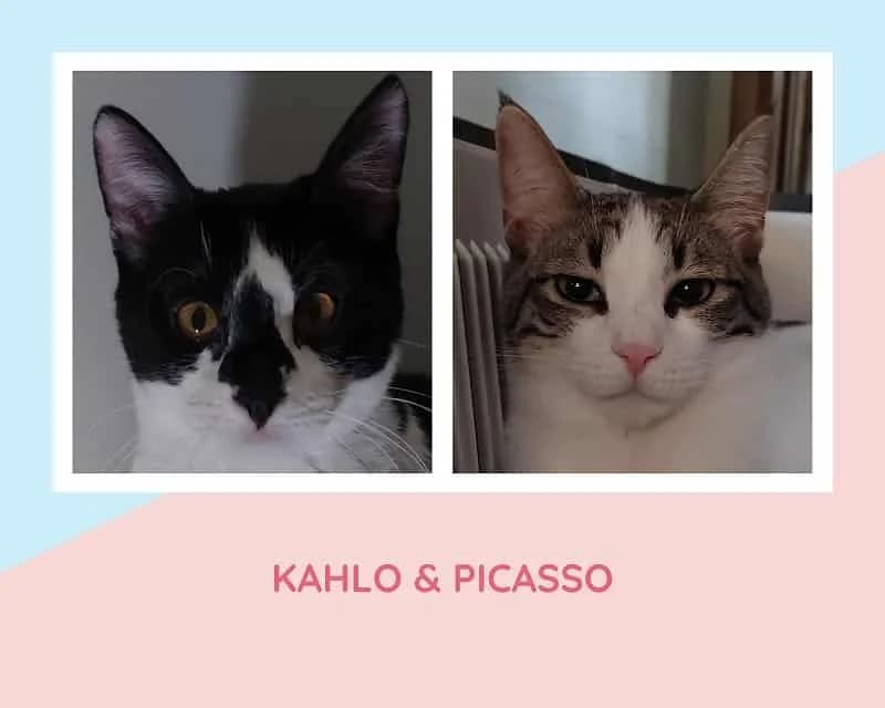 Kahlo & Picasso, male 4yo Mixed Breed for adoption at Mirtos Animal Project