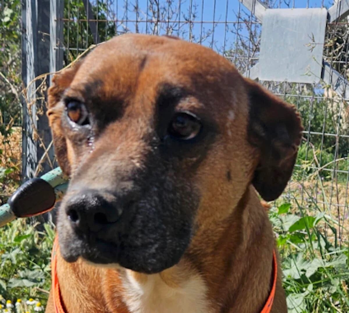Kiki, female 6yo Mixed Breed for adoption at Mirtos Animal Project