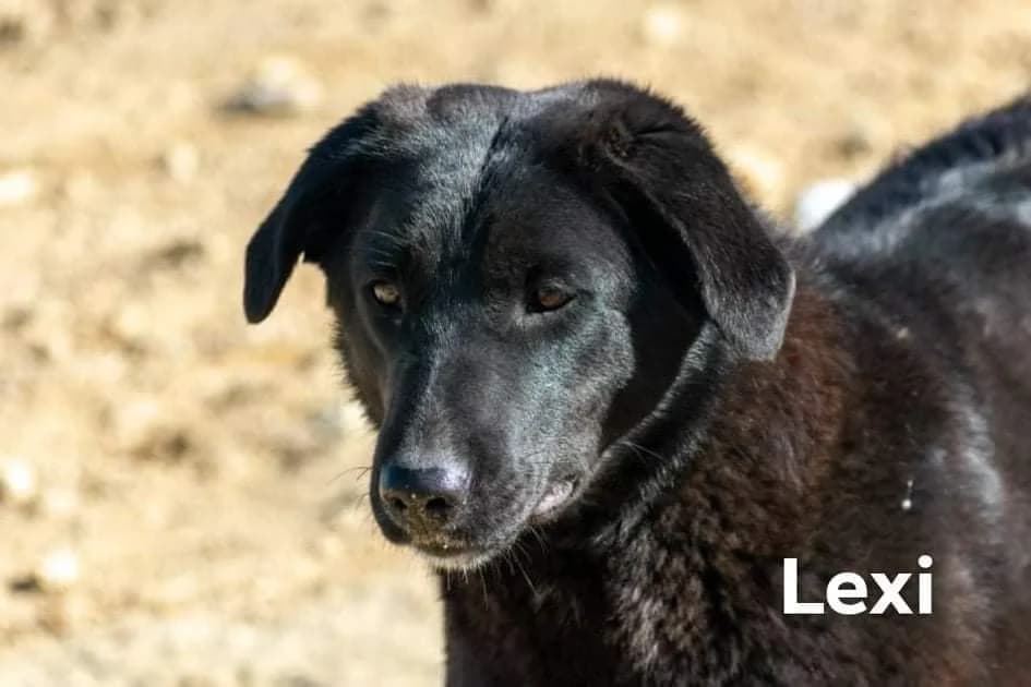 Lexie, female 5yo Mixed Breed for adoption at Mirtos Animal Project