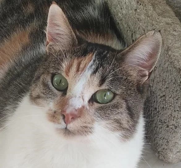 Lillia, female 4yo Mixed Breed for adoption at Mirtos Animal Project