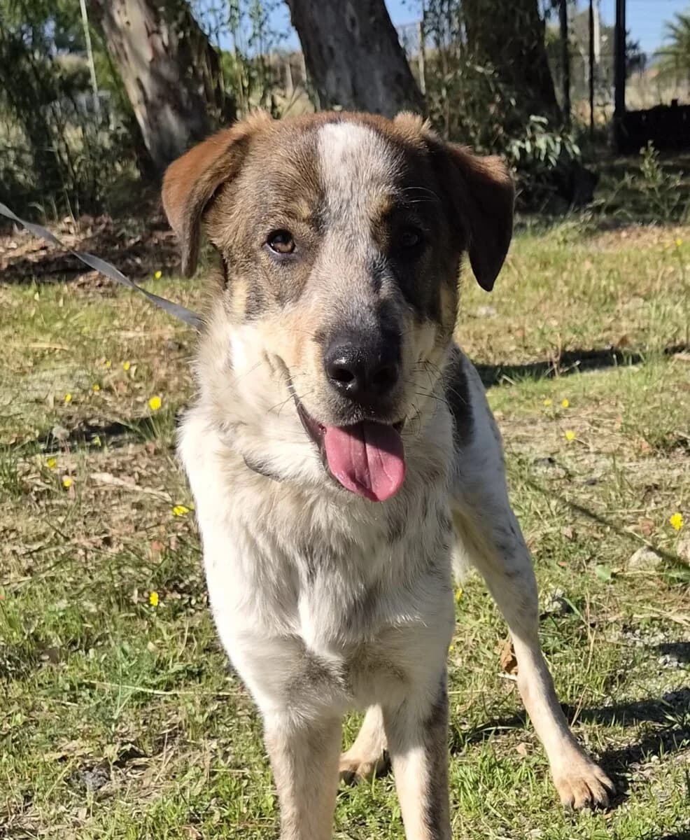 Luke, male puppy Mixed Breed for adoption at Mirtos Animal Project