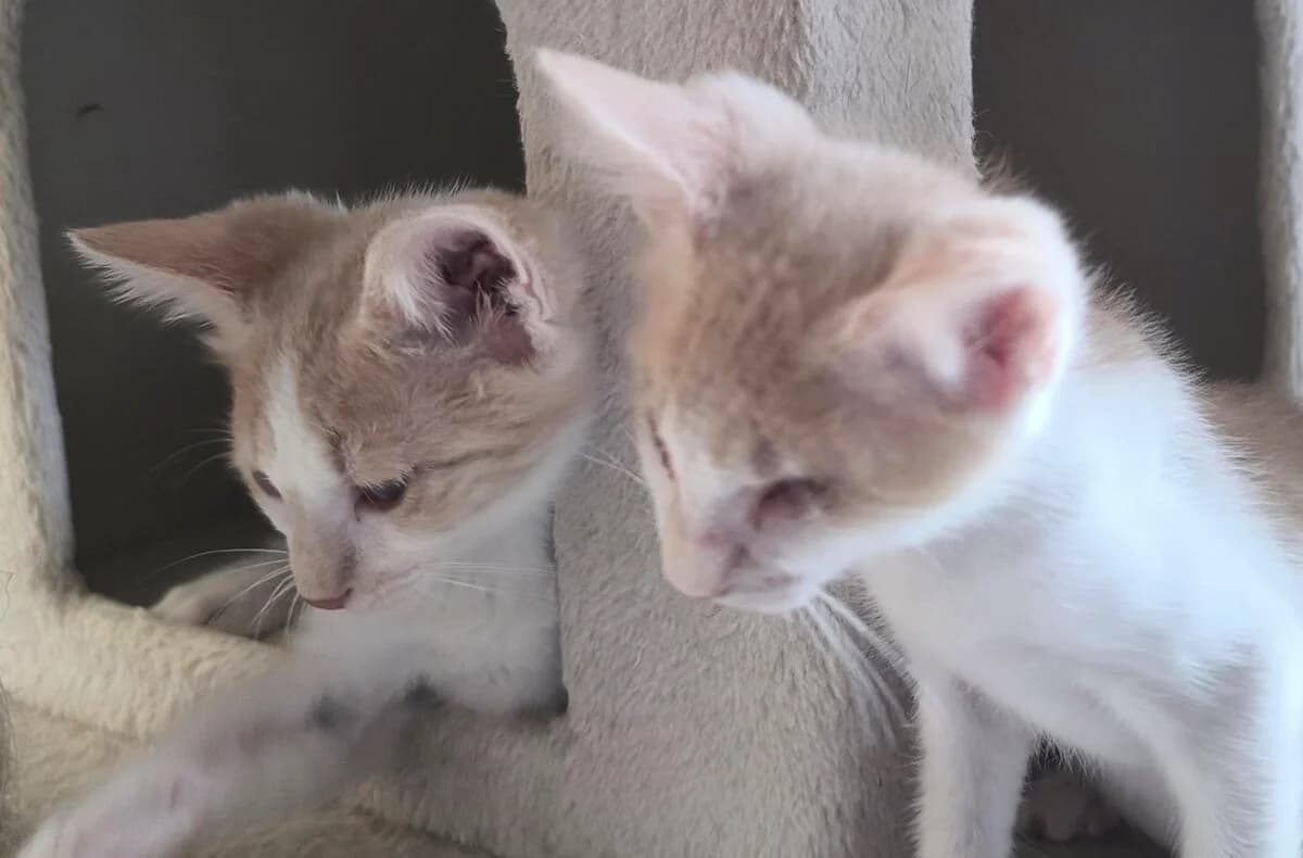 Maisie & Nellie, female puppy Mixed Breed for adoption at Mirtos Animal Project