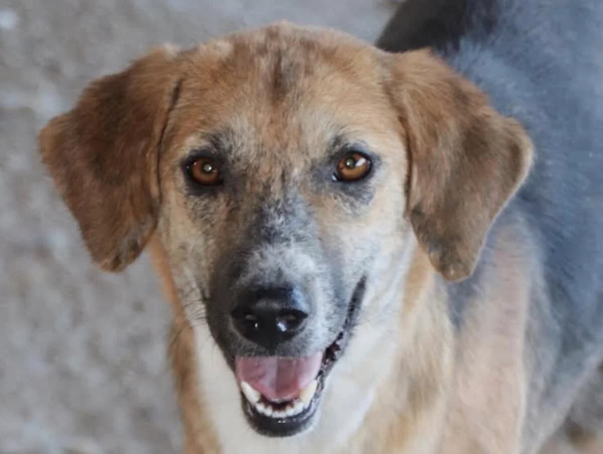 Malin, female 3yo Mixed Breed for adoption at Mirtos Animal Project