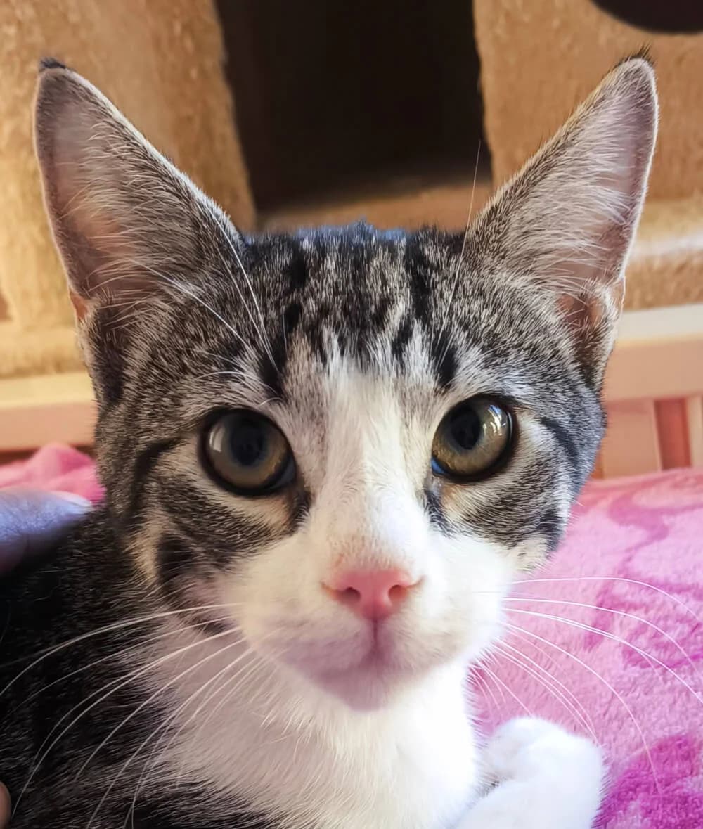 Maple, male young Mixed Breed for adoption at Mirtos Animal Project