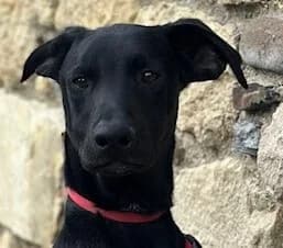 Mars, male young Mixed Breed for adoption at Mirtos Animal Project