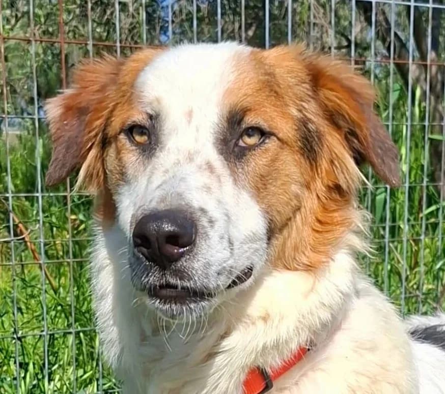 Marvel, male young Mixed Breed for adoption at Mirtos Animal Project