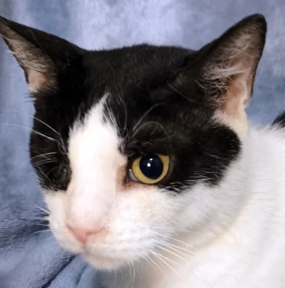 Mellow, female 5yo Mixed Breed for adoption at Mirtos Animal Project