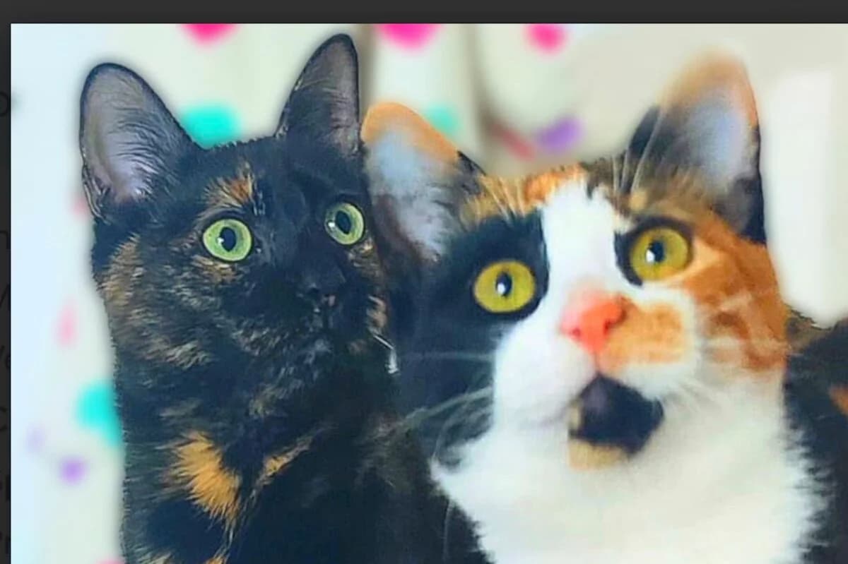 Merenda & Nutella, female young Mixed Breed for adoption at Mirtos Animal Project