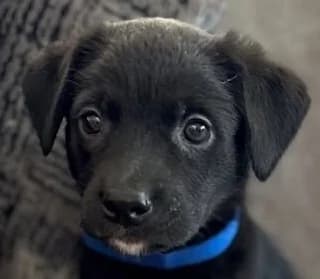Monty, male puppy Mixed Breed for adoption at Mirtos Animal Project