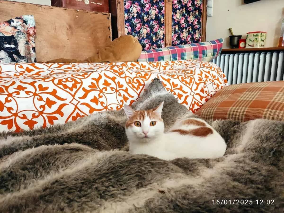 Moonpie, female young Mixed Breed for adoption at Mirtos Animal Project