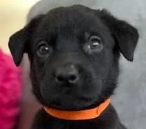 Mungo, male puppy Mixed Breed for adoption at Mirtos Animal Project