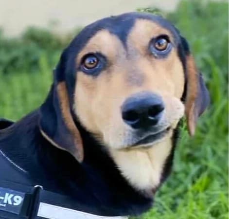 Oscar, male young Mixed Breed for adoption at Mirtos Animal Project