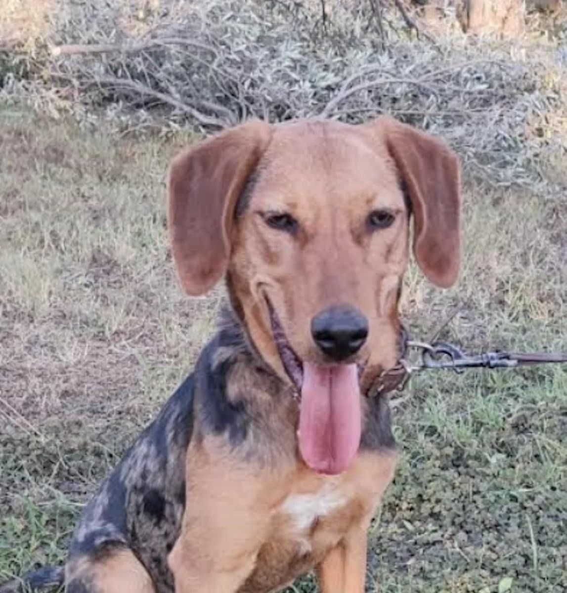 Oskar, male 4yo Mixed Breed for adoption at Mirtos Animal Project