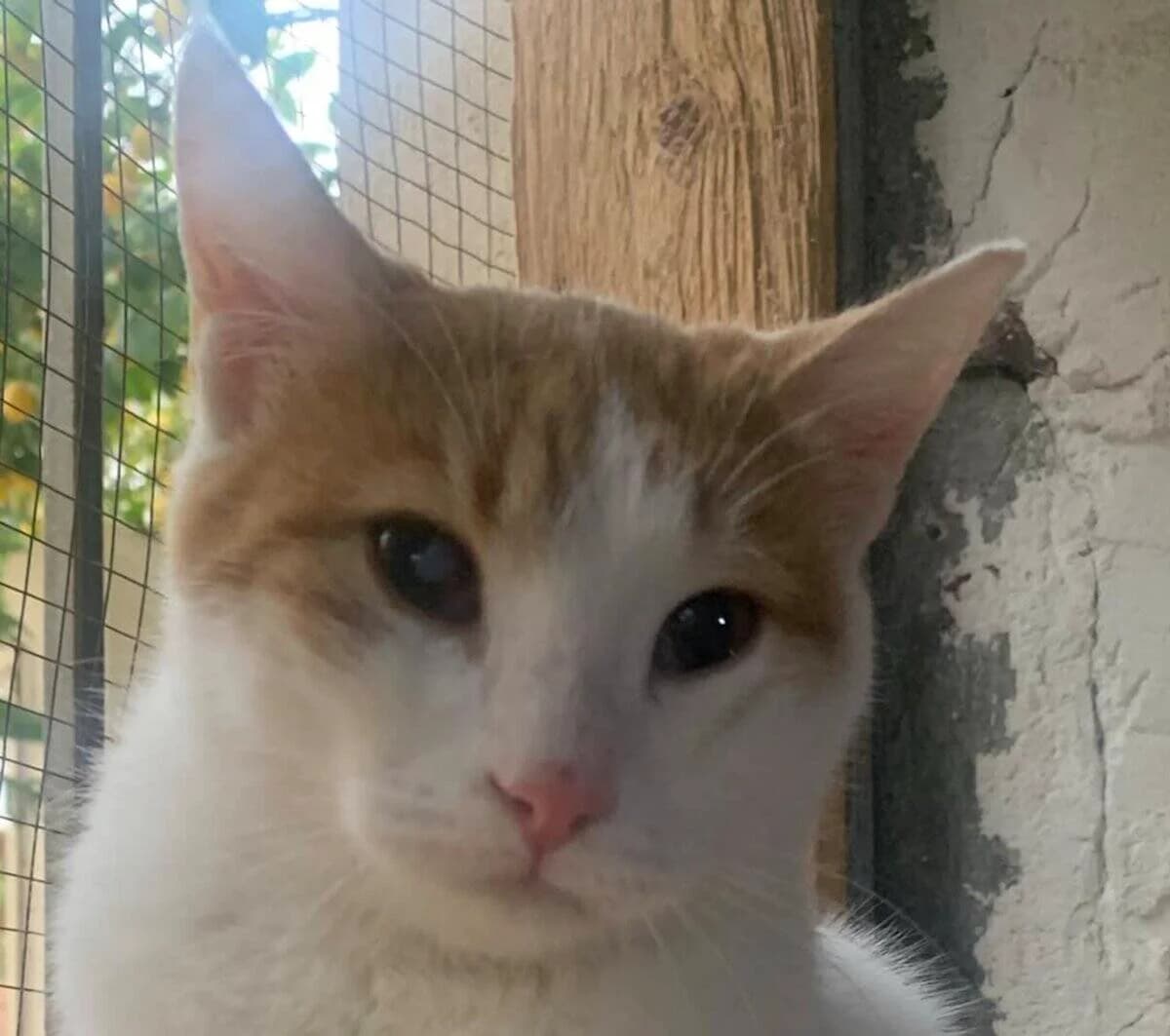 Pauli, male young Mixed Breed for adoption at Mirtos Animal Project