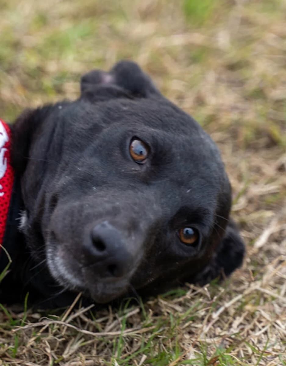 Pinelos, male young Mixed Breed for adoption at Mirtos Animal Project
