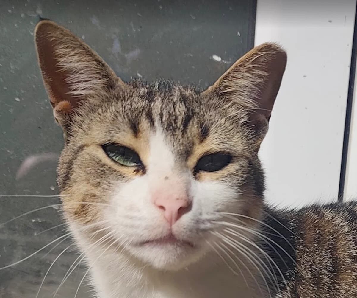 Pistoulis, male 3yo Mixed Breed for adoption at Mirtos Animal Project