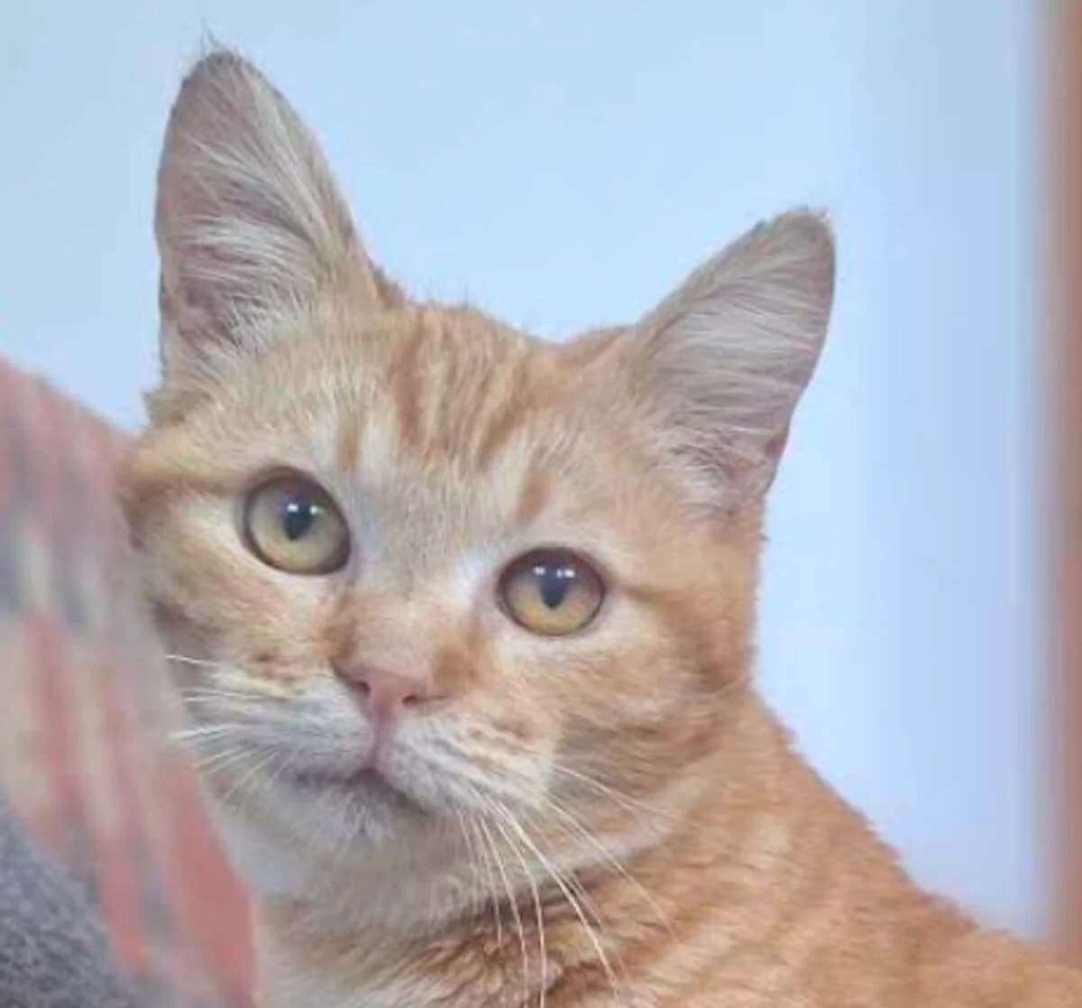 Pocopico, male young Mixed Breed for adoption at Mirtos Animal Project