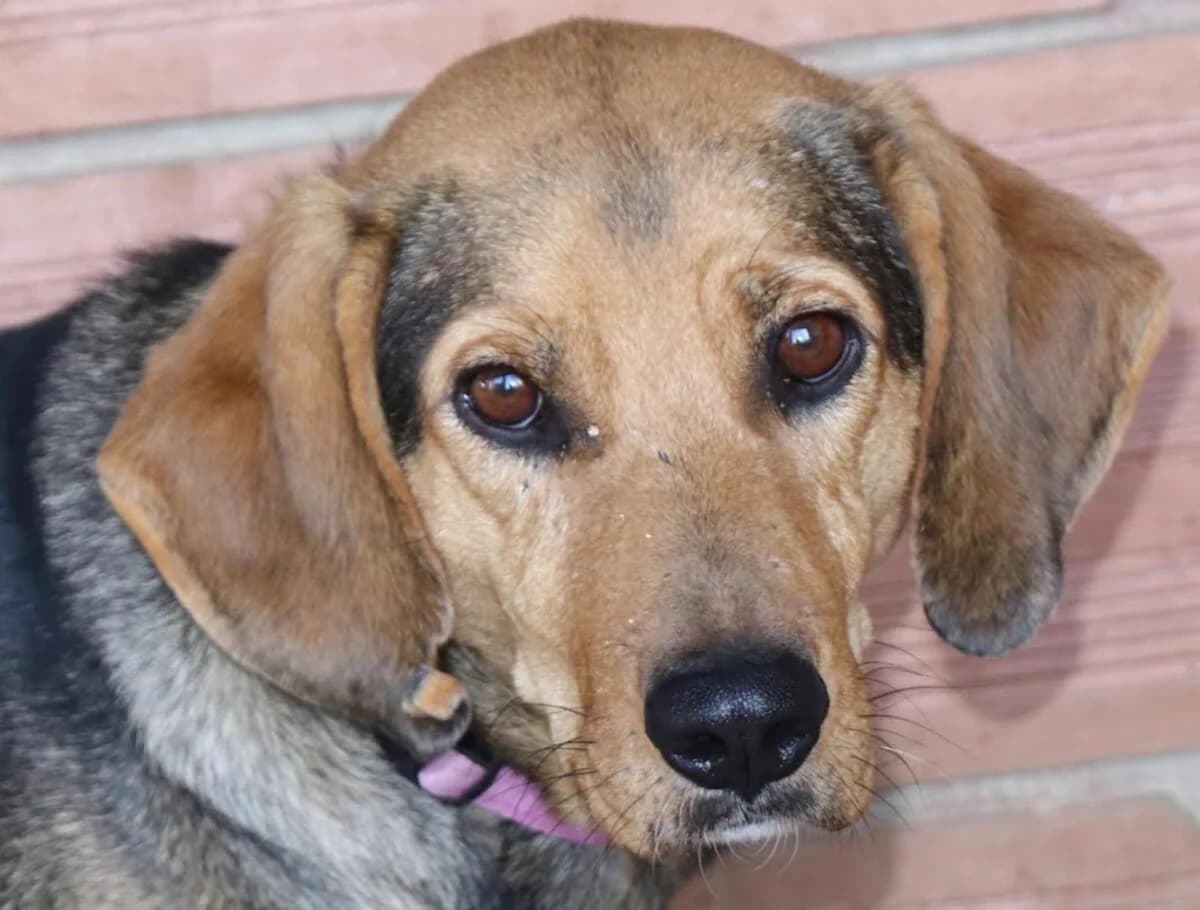 Poppy, female 4yo Mixed Breed for adoption at Mirtos Animal Project