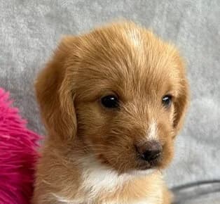 Posy, female puppy Mixed Breed for adoption at Mirtos Animal Project