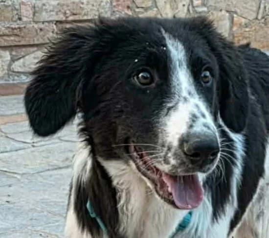 Robbie, male puppy Mixed Breed for adoption at Mirtos Animal Project