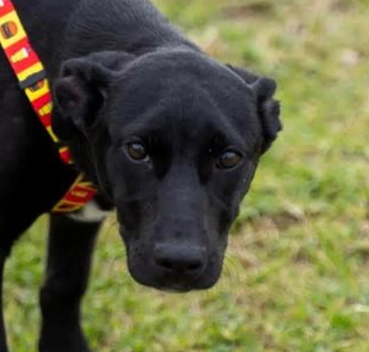 Romeo, male young Mixed Breed for adoption at Mirtos Animal Project
