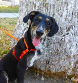Sherlock, male young Mixed Breed for adoption at Mirtos Animal Project