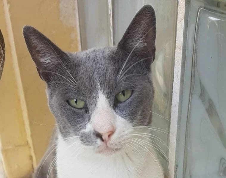 Simmie, rood male 7yo Mixed Breed for adoption at Mirtos Animal Project