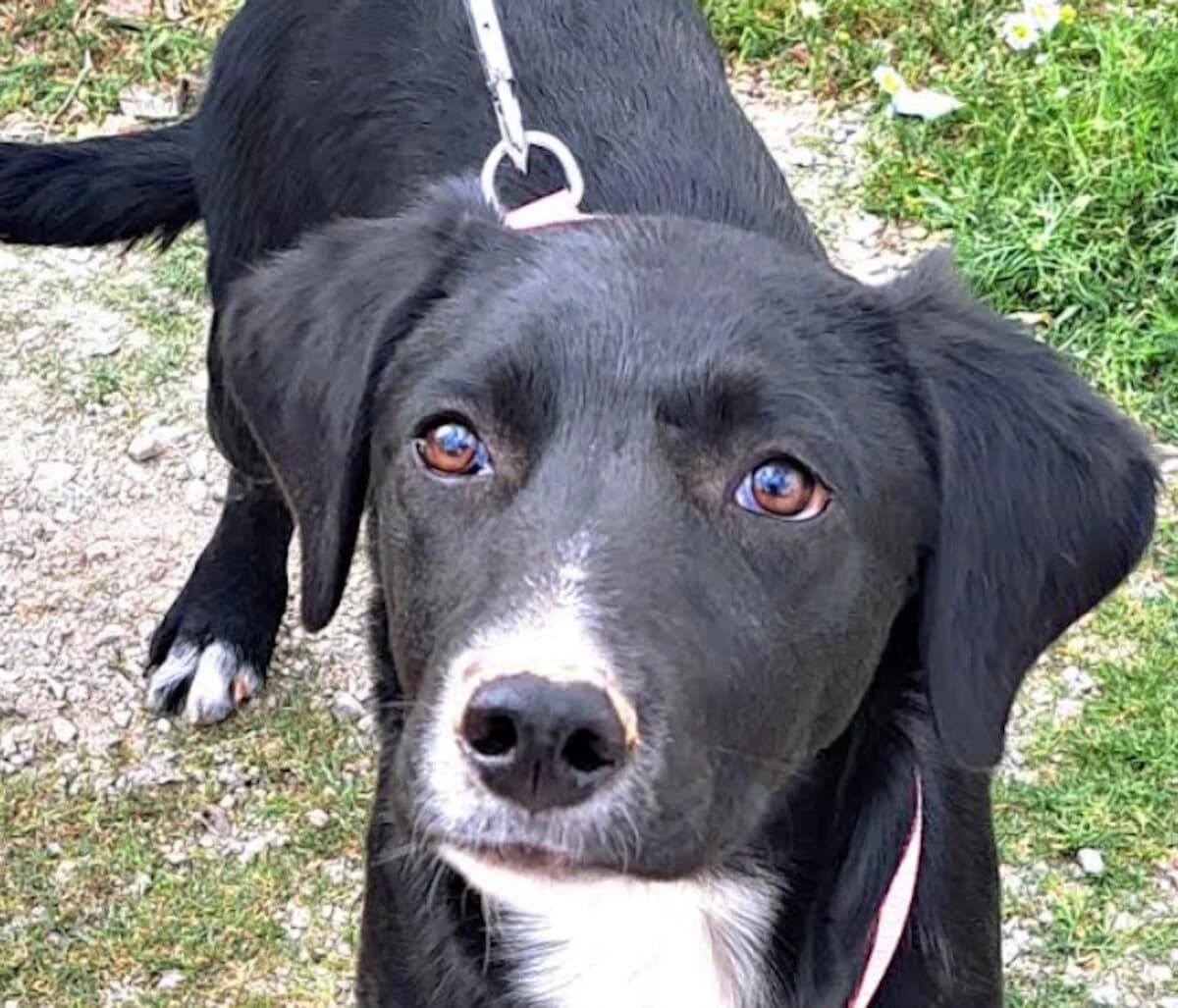 Spicie, female young Mixed Breed for adoption at Mirtos Animal Project