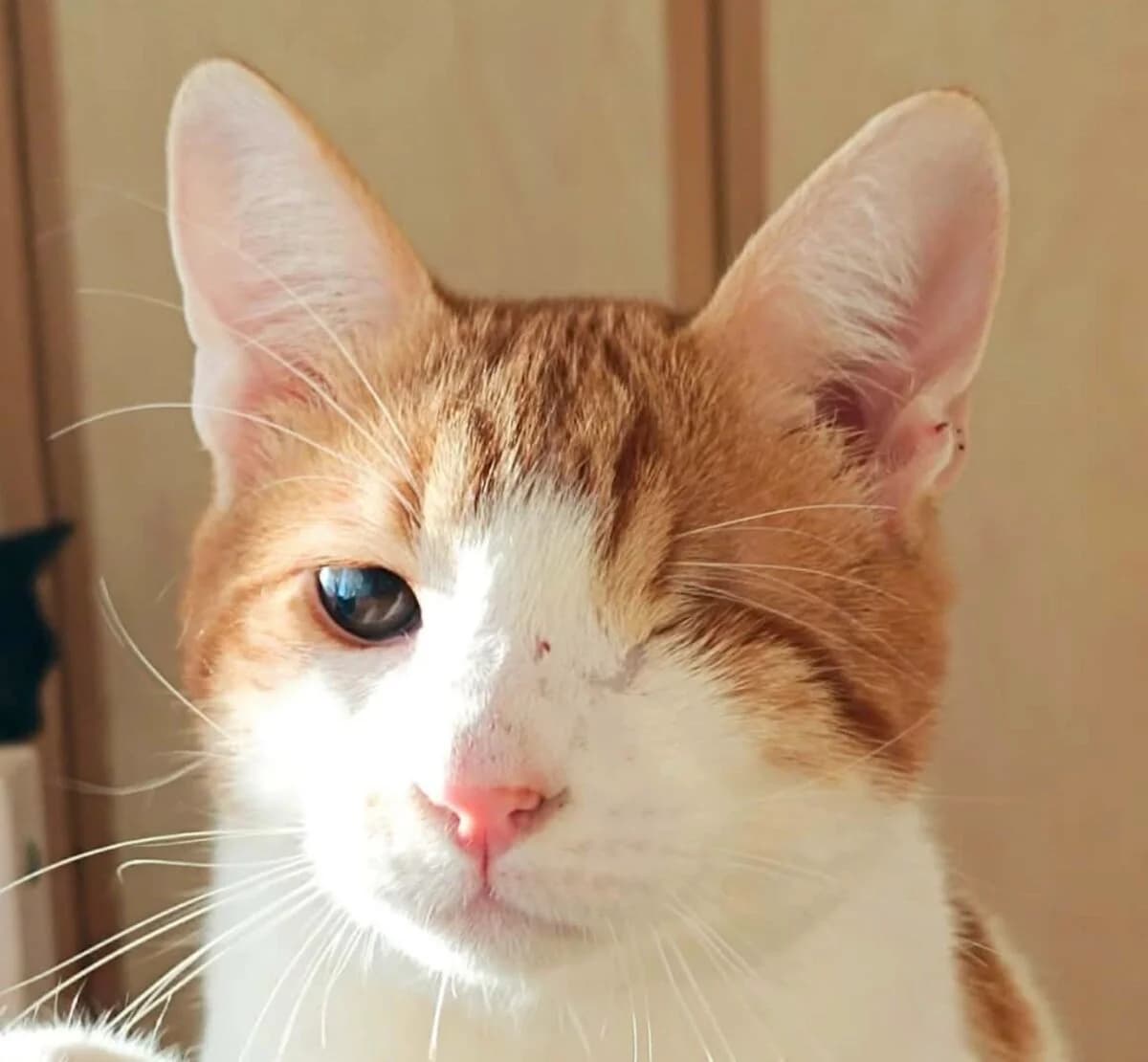 Spithas, male young Mixed Breed for adoption at Mirtos Animal Project