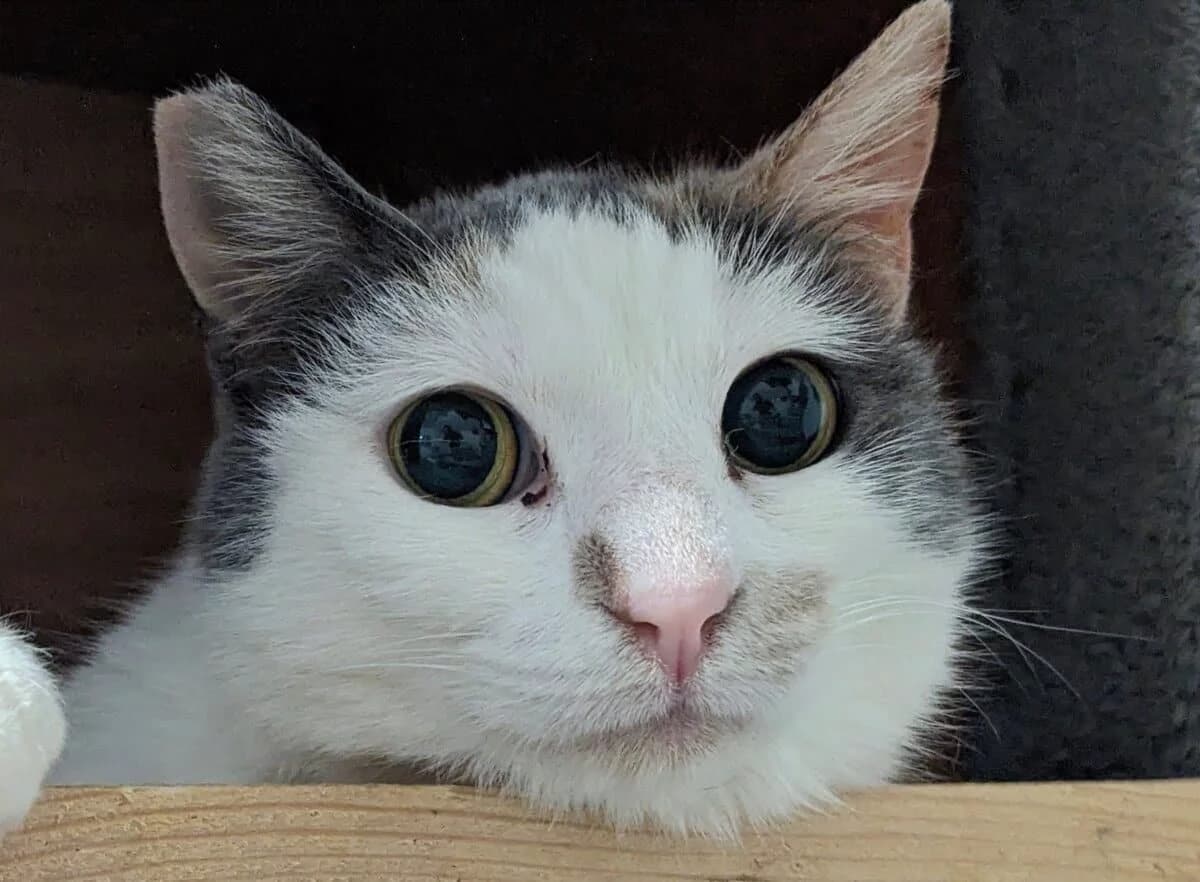 Sylvie, female 3yo Mixed Breed for adoption at Mirtos Animal Project
