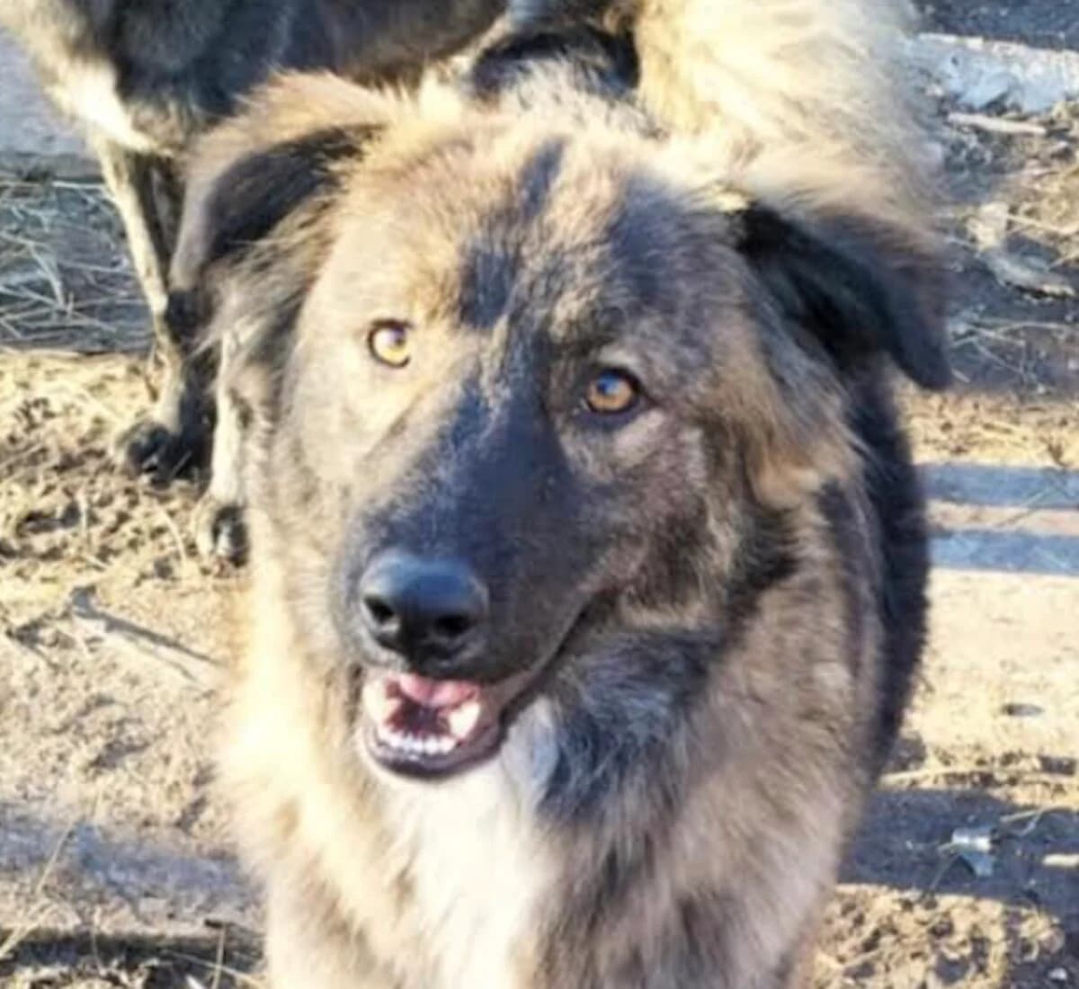 Tarta, female young Mixed Breed for adoption at Mirtos Animal Project