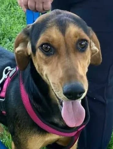 Tonia, female young Mixed Breed for adoption at Mirtos Animal Project