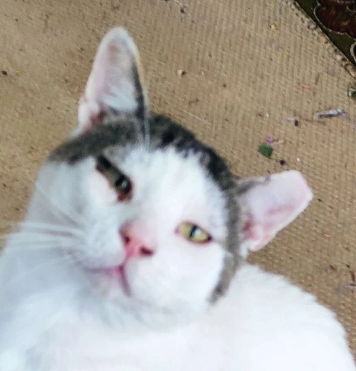 Tsikos, male 3yo Mixed Breed for adoption at Mirtos Animal Project