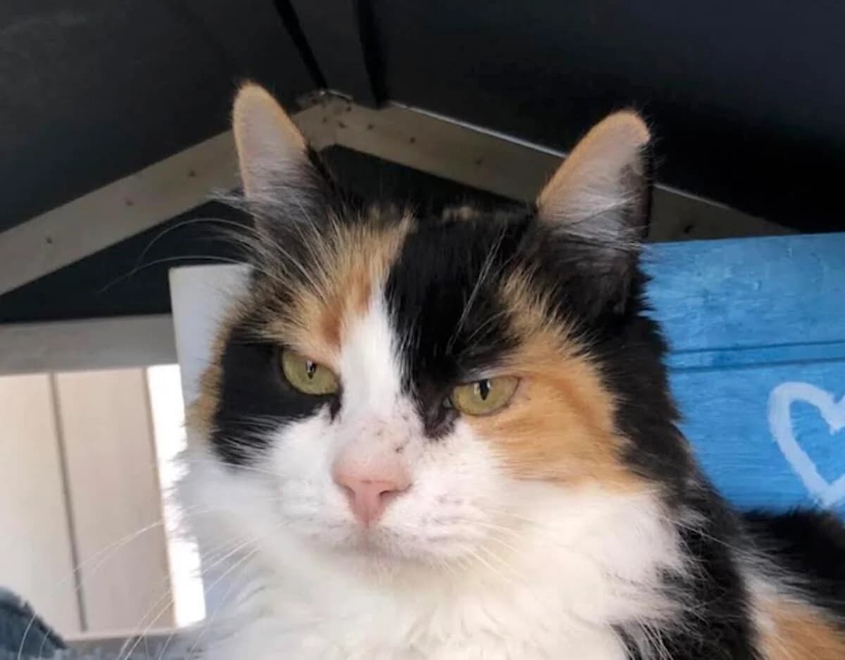 Tsitsika, female young Mixed Breed for adoption at Mirtos Animal Project