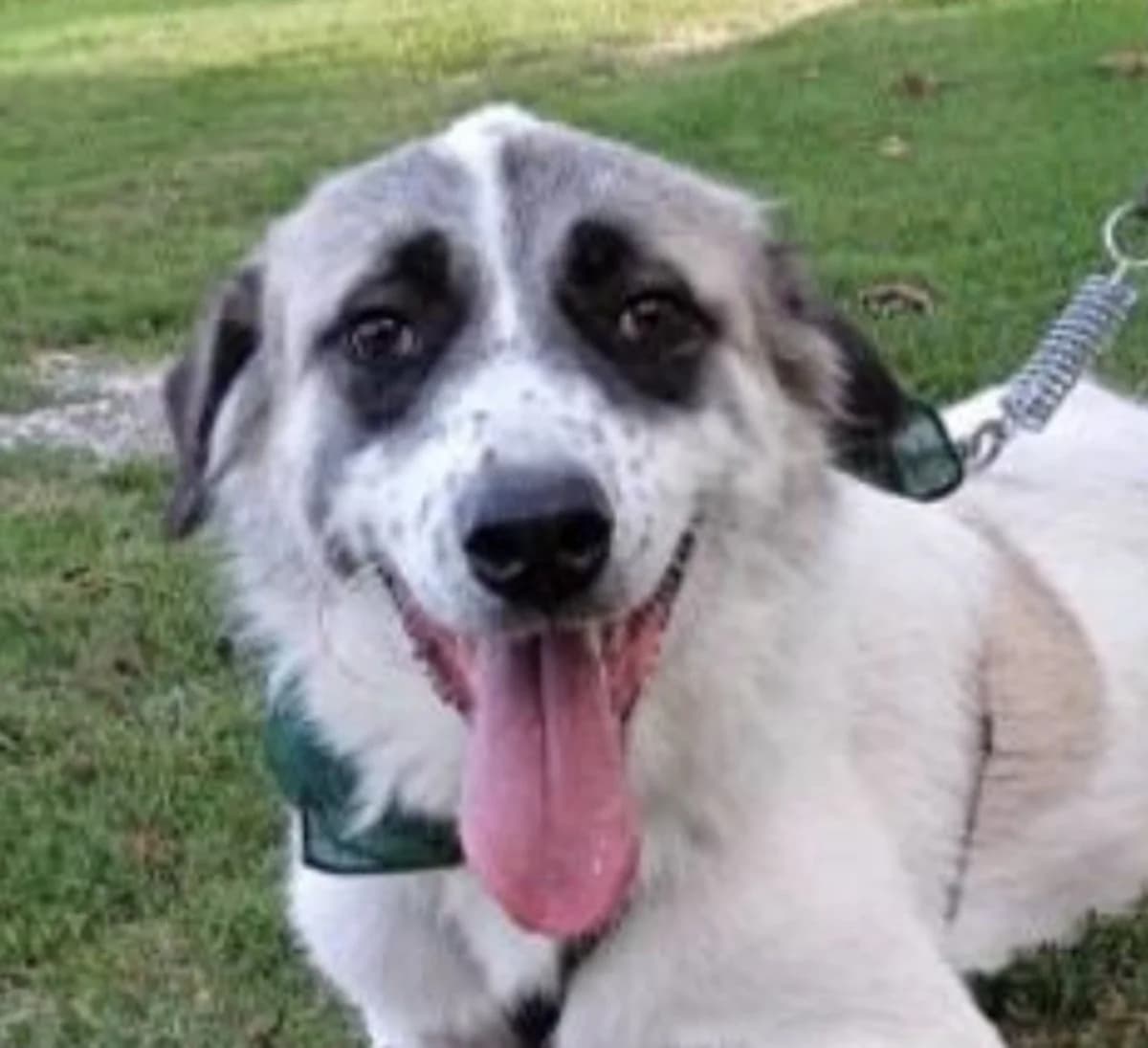 Willy, male 5yo Mixed Breed for adoption at Mirtos Animal Project