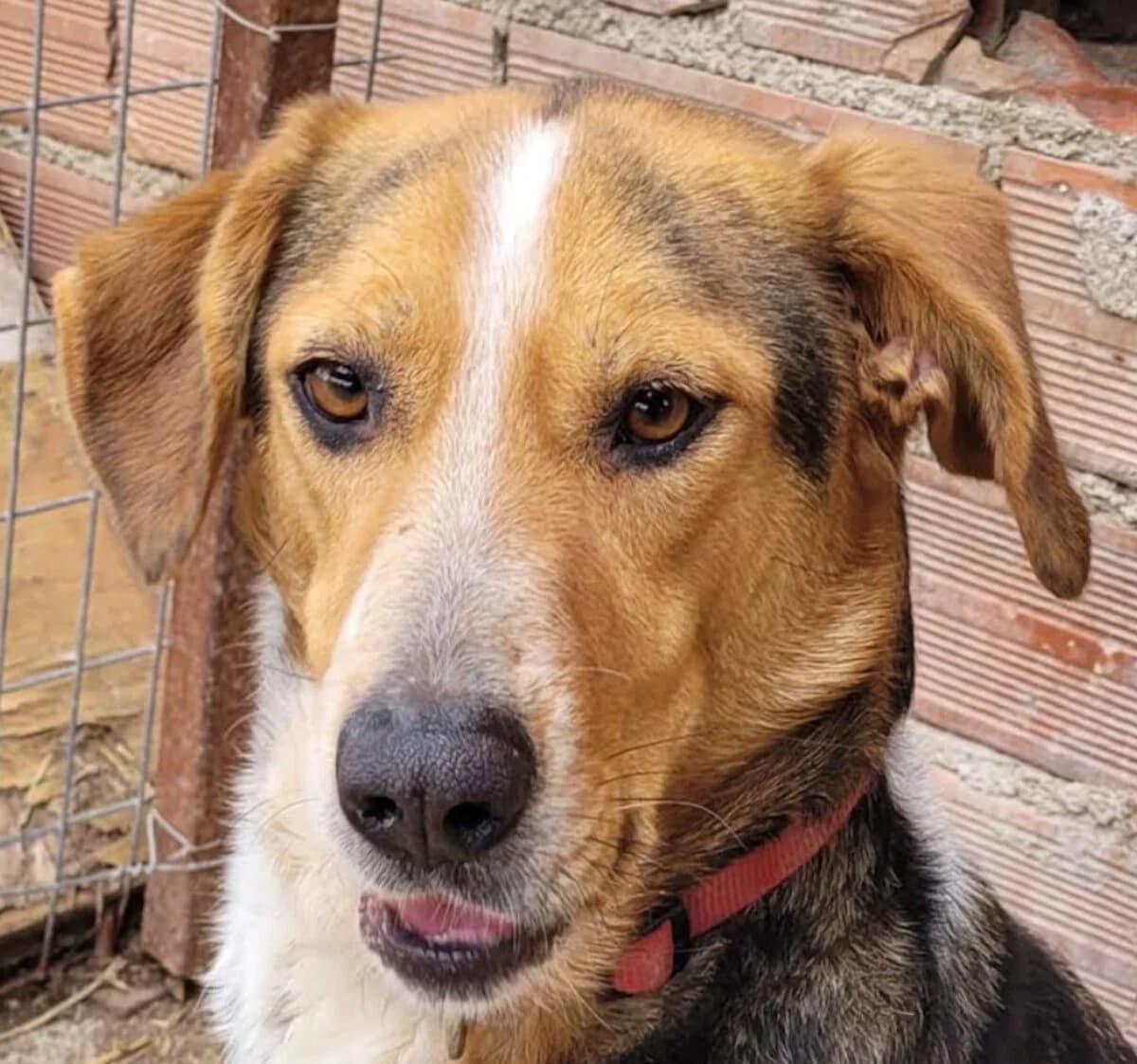 Zizel, female 6yo Mixed Breed for adoption at Mirtos Animal Project
