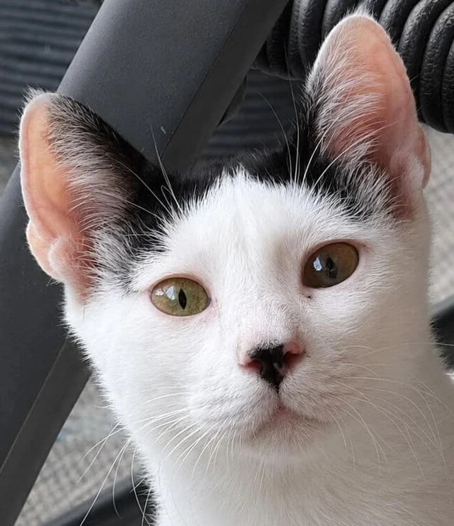 Zucchini, zwart male young Mixed Breed for adoption at Mirtos Animal Project