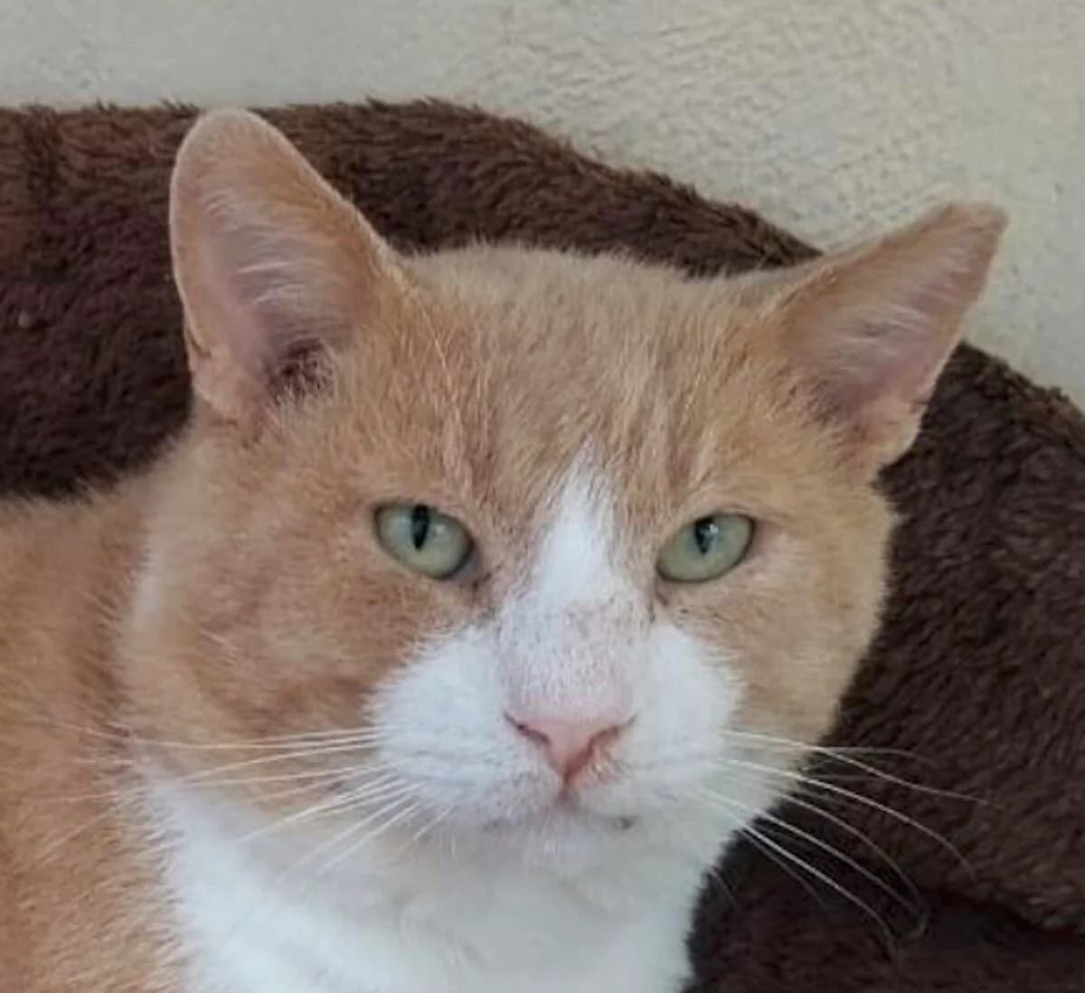 Zuli, rood male 6yo Mixed Breed for adoption at Mirtos Animal Project