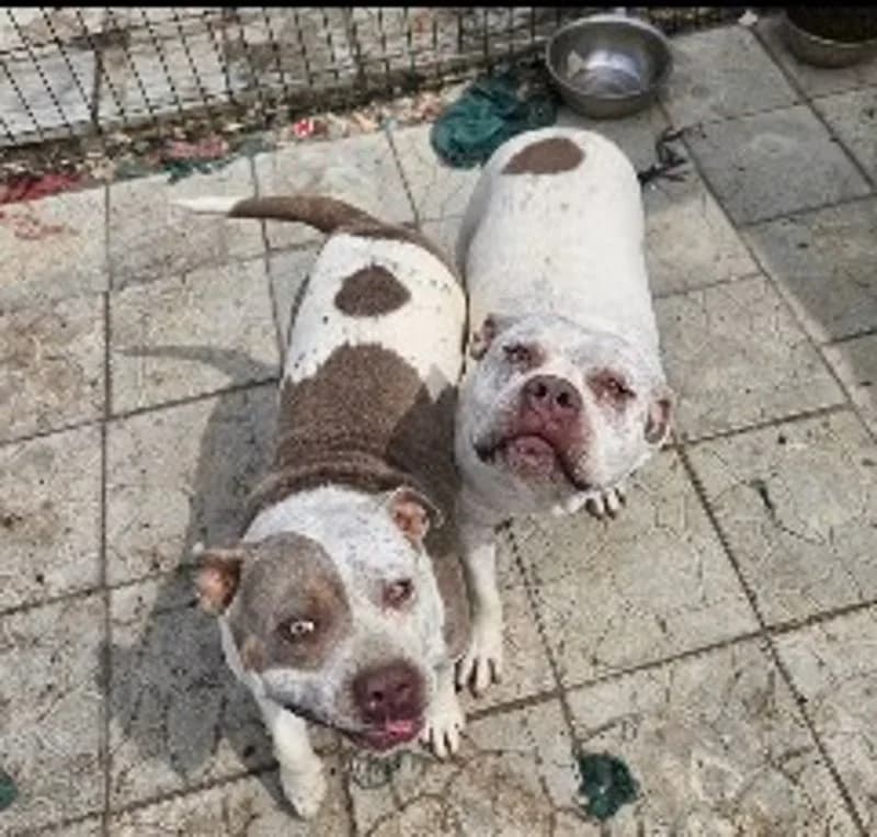 BUTCH & BEAUTY, 5yo Mixed Breed for adoption at Stichting NKM Dog & Cat Rescue Team, Tiel (NL-wide)