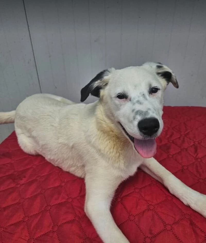 ABBY, female 3yo Mixed Breed for adoption at Stichting NKM Dog & Cat Rescue Team, Tiel (NL-wide)