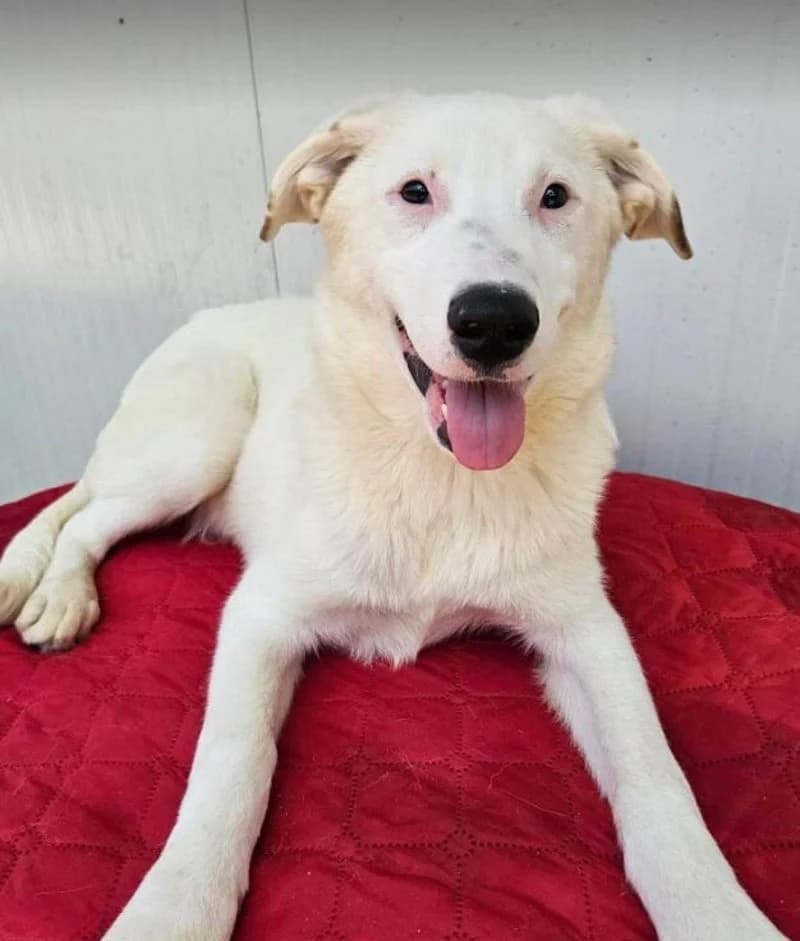 ALINA, female young Mixed Breed for adoption at Stichting NKM Dog & Cat Rescue Team, Tiel (NL-wide)