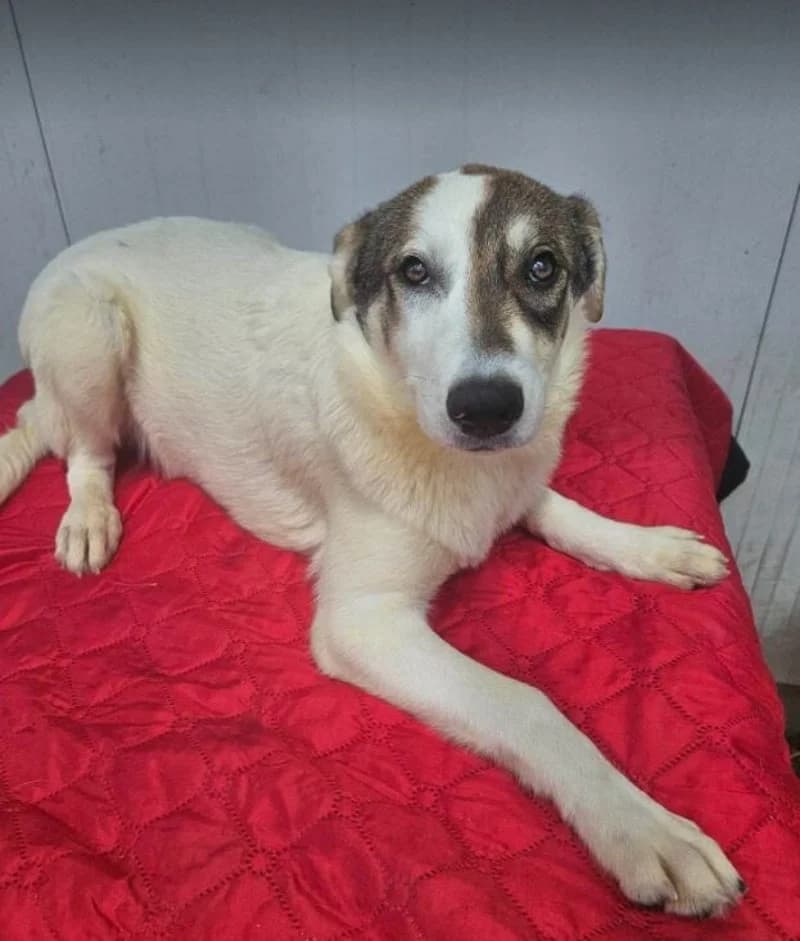 ALLEGRA, female young Mixed Breed for adoption at Stichting NKM Dog & Cat Rescue Team, Tiel (NL-wide)