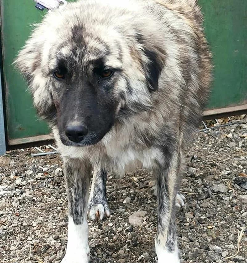 ASTRA, female 3yo Mixed Breed for adoption at Stichting NKM Dog & Cat Rescue Team, Tiel (NL-wide)