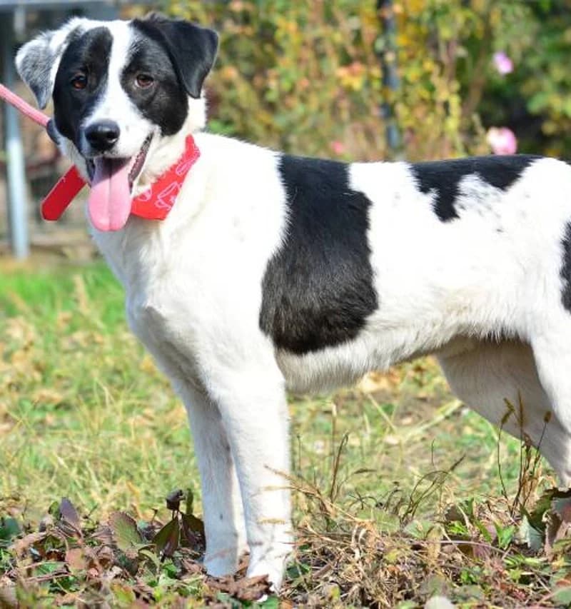 SADIE II, female young Mixed Breed for adoption at Stichting NKM Dog & Cat Rescue Team, Tiel (NL-wide)