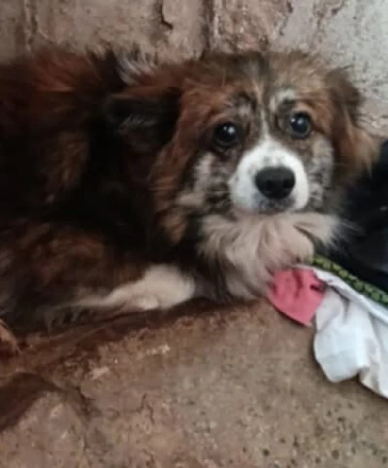 AVIVA, female young Mixed Breed for adoption at Stichting NKM Dog & Cat Rescue Team, Tiel (NL-wide)