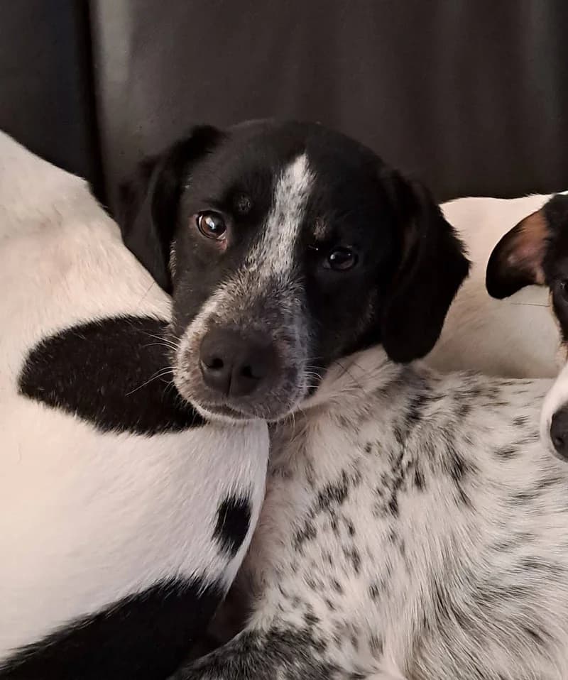 BARRY, male young Mixed Breed for adoption at Stichting NKM Dog & Cat Rescue Team, Tiel (NL-wide)